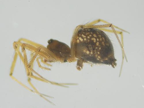 Réf. 188 756 : Lepthyphantes yueluensis